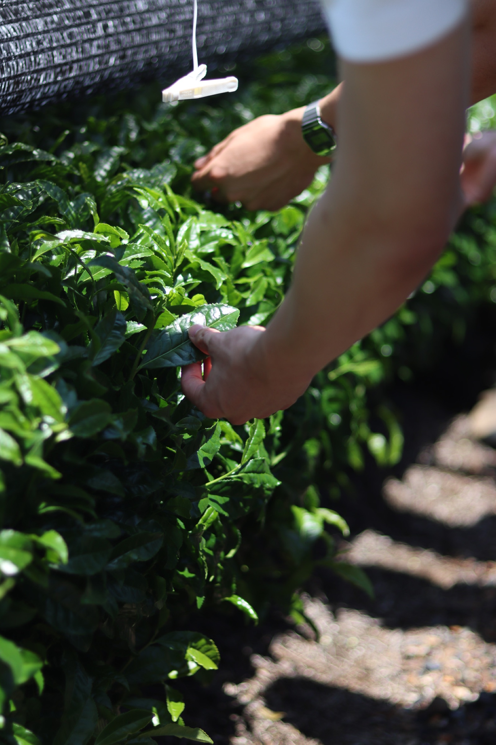 Hand-picking tea leaves in a Uji tea field
