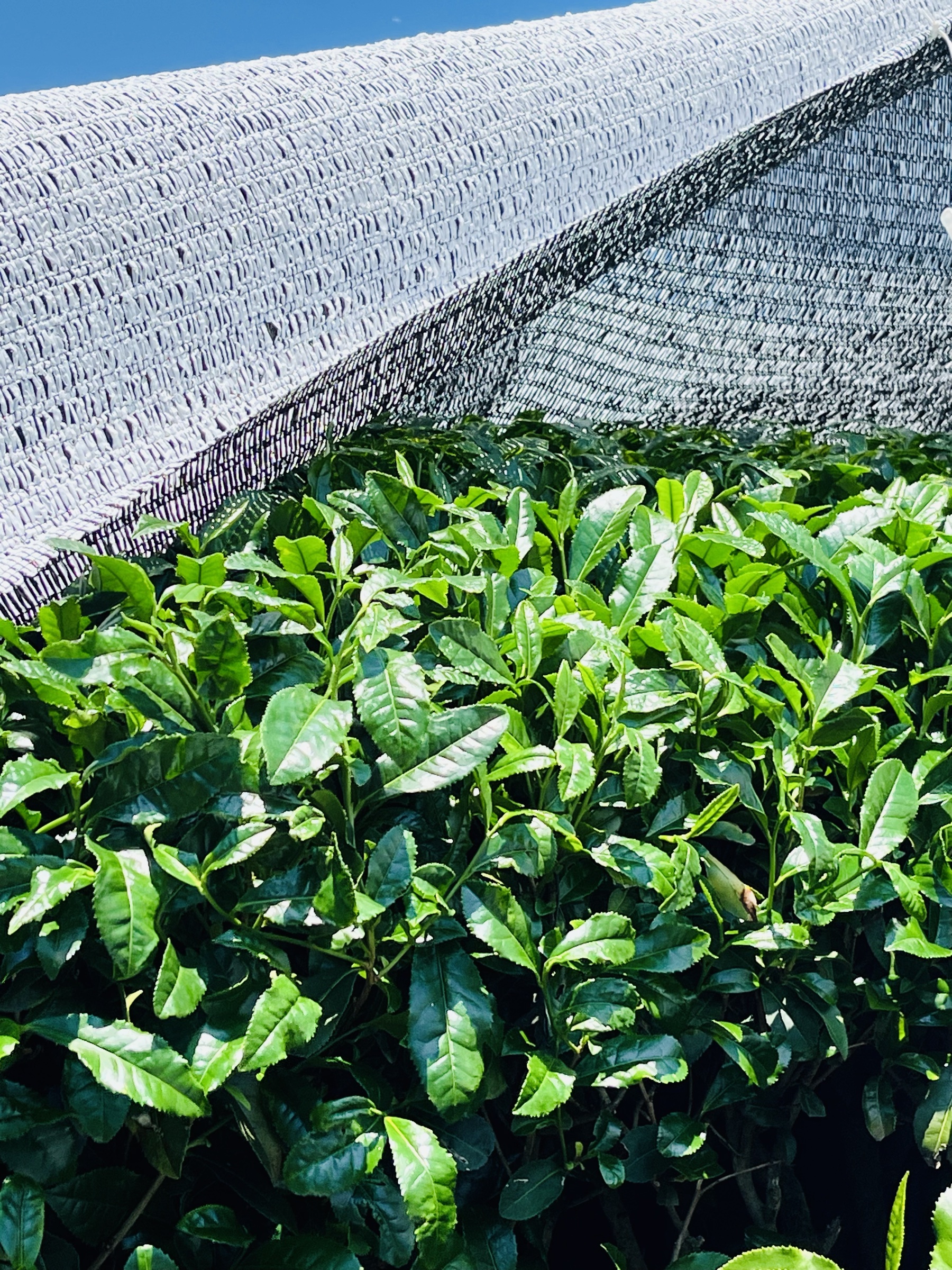 Shade cloth over tea bushes in Uji, Japan