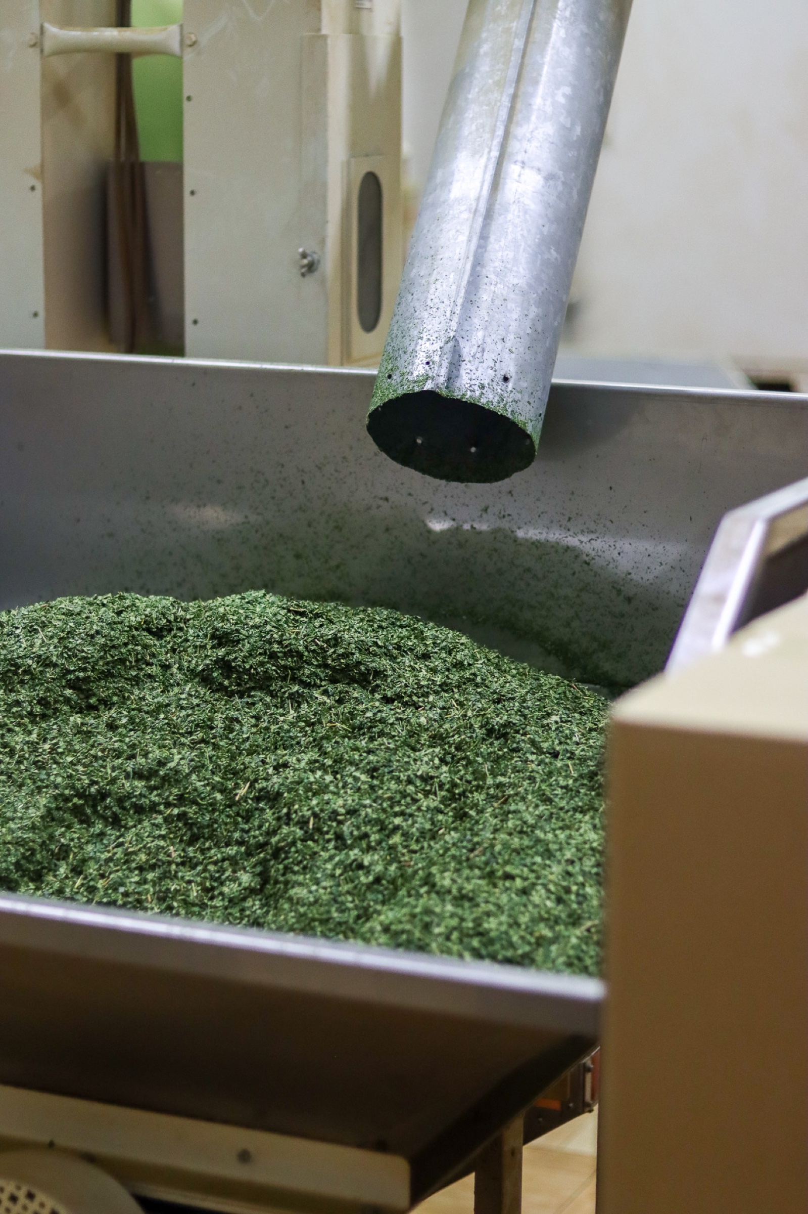 Freshly stone-milled matcha powder
